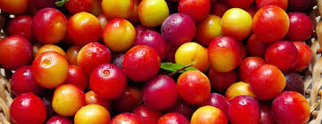 Attēlu rezultāti vaicājumam “Prunus cerasifera fruit”