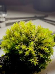 Attēlu rezultāti vaicājumam “Orthotrichum lyellii”