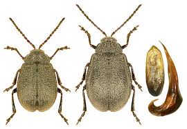 Attēlu rezultāti vaicājumam “Galeruca tanaceti”