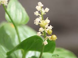Attēlu rezultāti vaicājumam “Maianthemum bifolium bud”