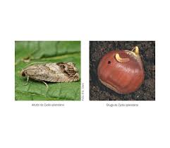 Attēlu rezultāti vaicājumam “Cydia splendana”