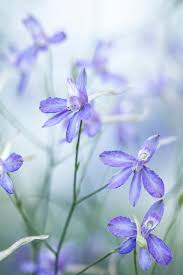 Attēlu rezultāti vaicājumam “Consolida regalis flower”