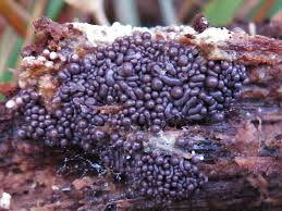 Attēlu rezultāti vaicājumam “Arcyria stipata young”