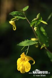 Attēlu rezultāti vaicājumam “Impatiens noli-tangere”