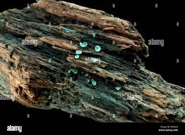 Attēlu rezultāti vaicājumam “Chlorociboria aeruginascens”