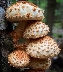 Attēlu rezultāti vaicājumam “Pholiota squarrosa”