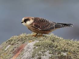 Image result for Falco vespertinus