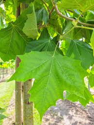 Attēlu rezultāti vaicājumam “Platanus x hispanica (syn. Platanus x acerifolia) leaf”