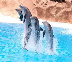 Image result for Tursiops truncatus