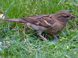 Attēlu rezultāti vaicājumam “Passer domesticus”