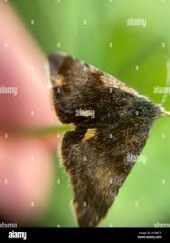 Attēlu rezultāti vaicājumam “Panemeria tenebrata”