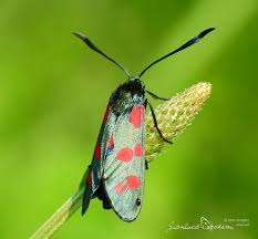 Attēlu rezultāti vaicājumam “Zygaena filipendulae exuvia”