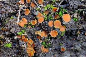 Attēlu rezultāti vaicājumam “Octospora humosa”