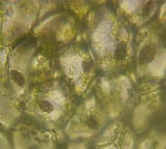 Attēlu rezultāti vaicājumam “Riccardia multifida”