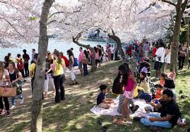 Image result for "cherry blossom" washington