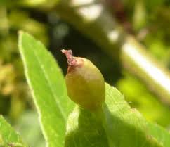 Attēlu rezultāti vaicājumam “Gleditsia triacanthos bud”