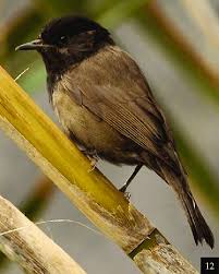 Attēlu rezultāti vaicājumam “Sylvia atricapilla”