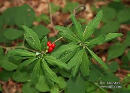 Attēlu rezultāti vaicājumam “Daphne mezereum leaf”