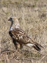 Attēlu rezultāti vaicājumam “Buteo lagopus adult”