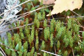 Attēlu rezultāti vaicājumam “Polytrichum strictum”