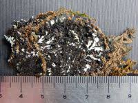 Attēlu rezultāti vaicājumam “Menegazzia terebrata”