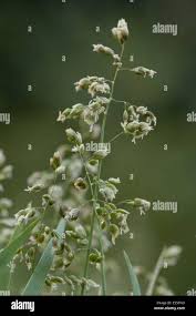 Attēlu rezultāti vaicājumam “Hierochloe odorata flower”