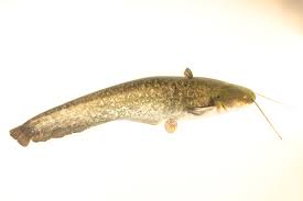 Image result for Silurus glanis