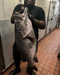 Image result for Polyprion americanus