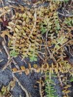 Attēlu rezultāti vaicājumam “Honckenya peploides bud”