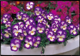 Attēlu rezultāti vaicājumam “Viola x williamsii flower”