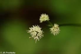 Attēlu rezultāti vaicājumam “Sanicula europaea bud”