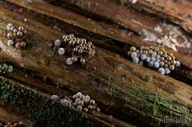 Attēlu rezultāti vaicājumam “Cribraria argillacea”