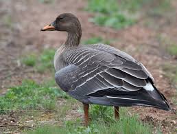 Attēlu rezultāti vaicājumam “Anser serrirostris adult”