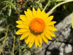 Image result for Strohblume