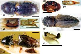 Attēlu rezultāti vaicājumam “Cardiophorus ruficollis”
