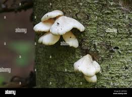 Attēlu rezultāti vaicājumam “Crepidotus applanatus”