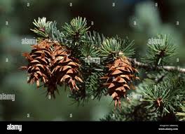 Attēlu rezultāti vaicājumam “Pseudotsuga menziesii fruit”