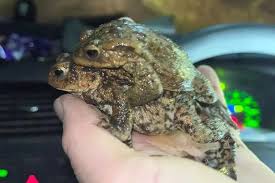 Image result for Bath Amphibians