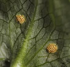 Attēlu rezultāti vaicājumam “Uromyces dactylidis”