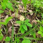 Attēlu rezultāti vaicājumam “Carex pilosa leaf”