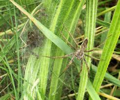 Attēlu rezultāti vaicājumam “Pisauridae”