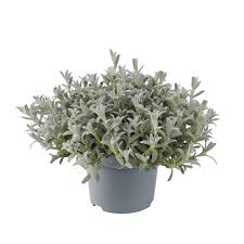 Image result for cerastium tomentosum