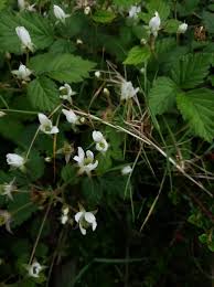 Attēlu rezultāti vaicājumam “Rubus plicatus flower”