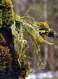 Attēlu rezultāti vaicājumam “Ramalina calicaris”