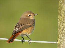 Attēlu rezultāti vaicājumam “Phoenicurus phoenicurus”