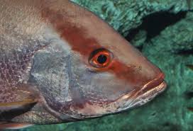 Image result for Lutjanus novemfasciatus