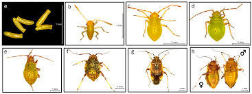 Attēlu rezultāti vaicājumam “Lygus pratensis nymph”