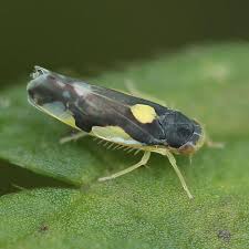 Attēlu rezultāti vaicājumam “Eupteryx vittata”