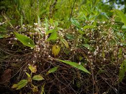 Attēlu rezultāti vaicājumam “Cuscuta epithymum subsp. trifolii flower”