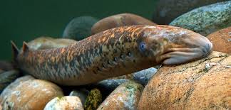 Image result for Petromyzon marinus